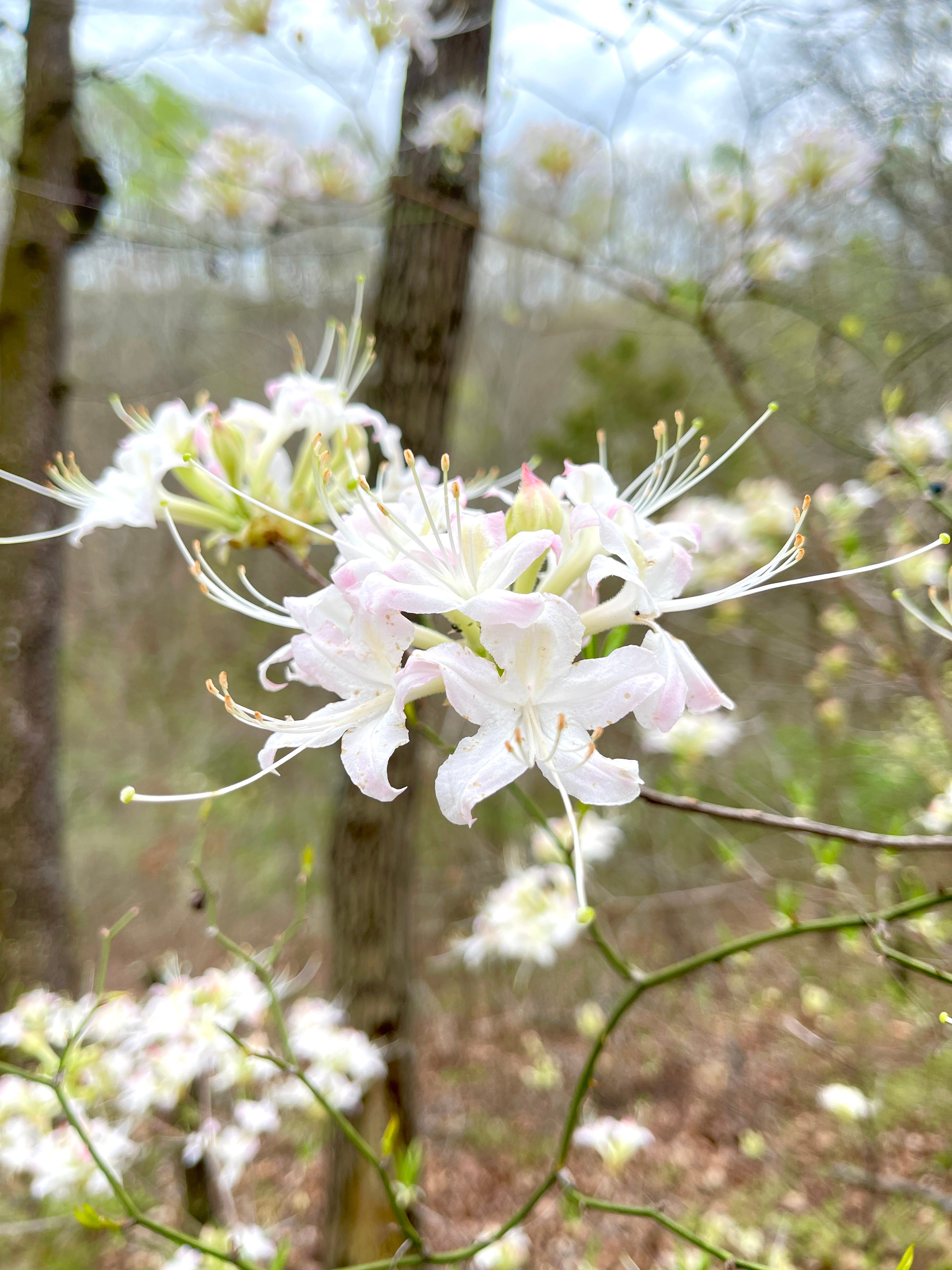 Wu Fei\'s Music Daily