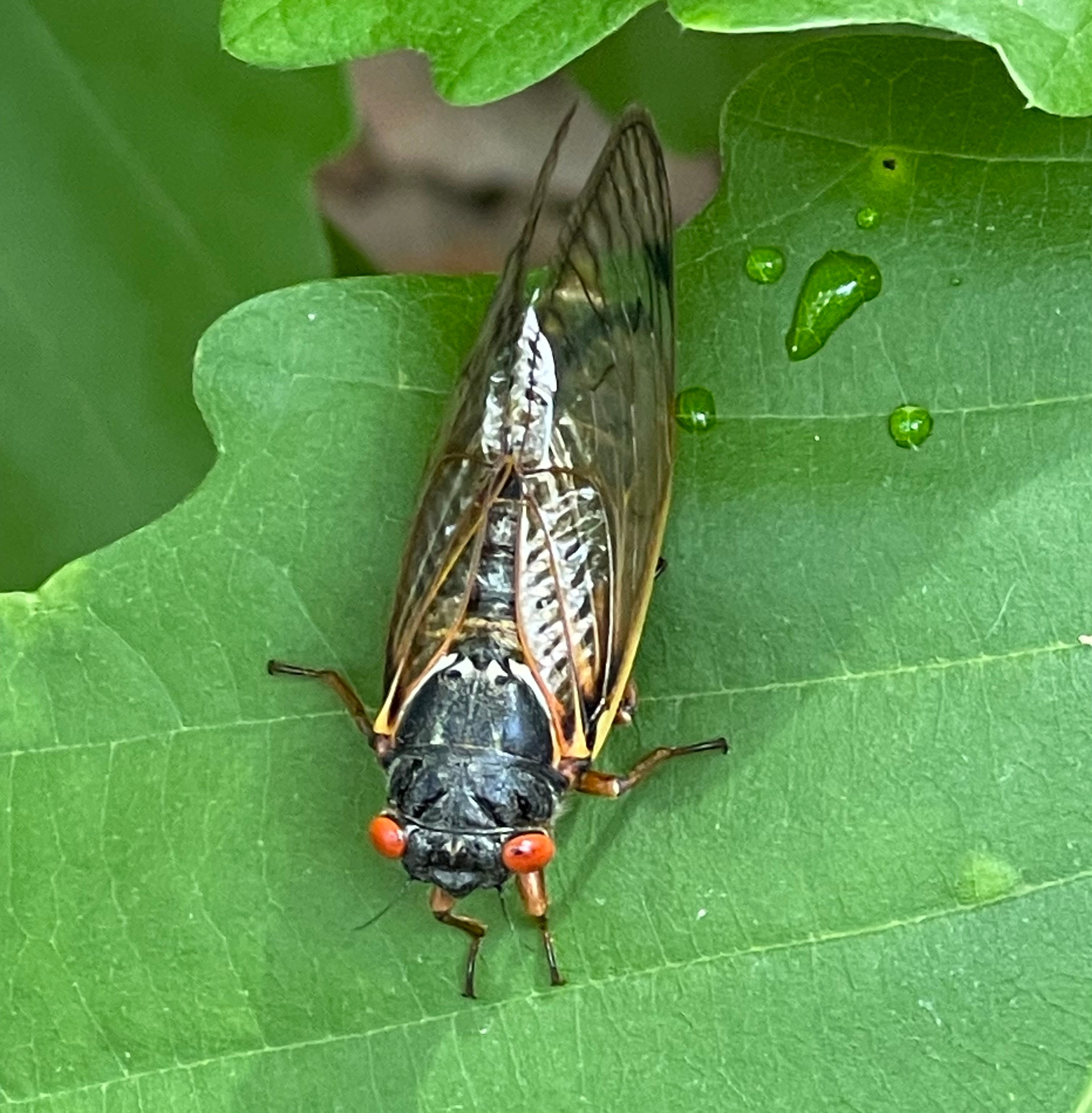 Wu Fei\'s Music Daily