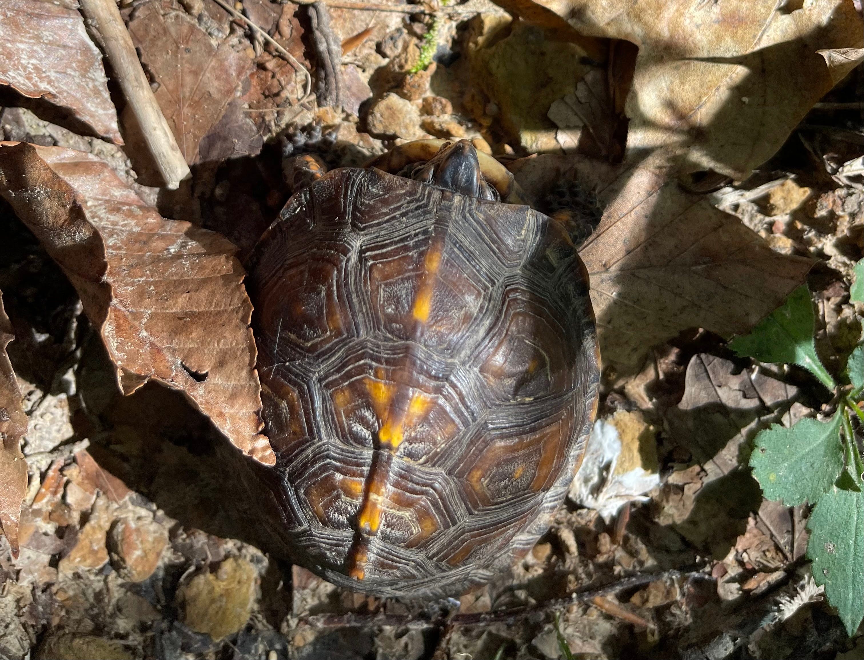 Wu Fei\'s Music Daily