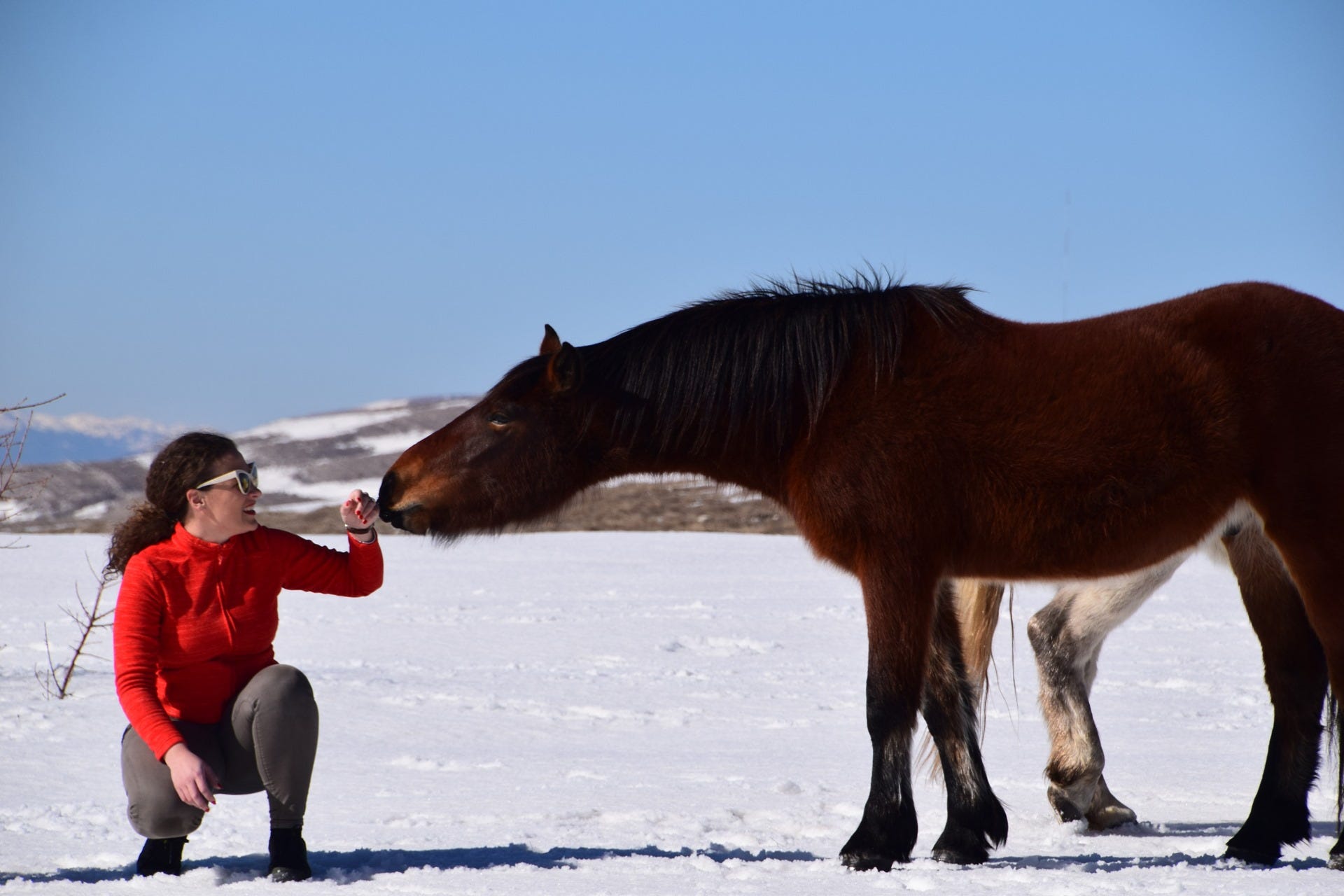 Exploring the Captivating Lives of Livno's Wild Horses.