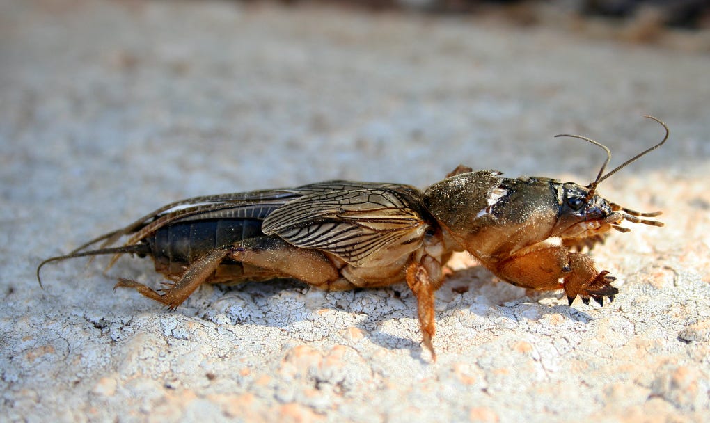 🎙️ The Dusk Chorus from Underground 🎙️ The Dusk Chorus from Underground