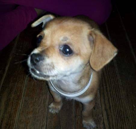 The Short Life & Tragic Death of Maya The Short Life & Tragic Death of Maya