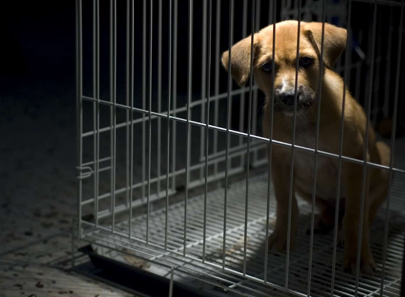This Week in Animal Protection
