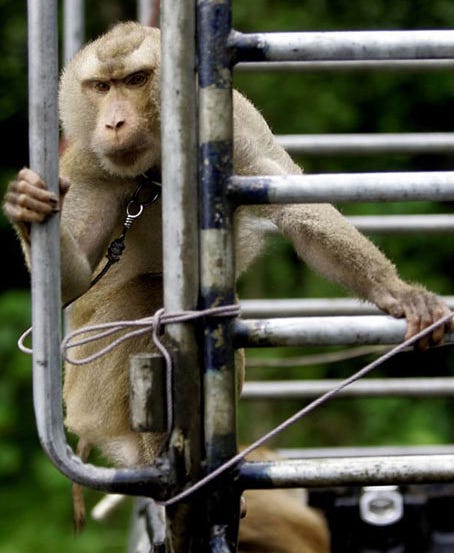 No more monkey business No more monkey business