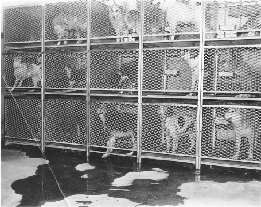 This Week in Animal Protection