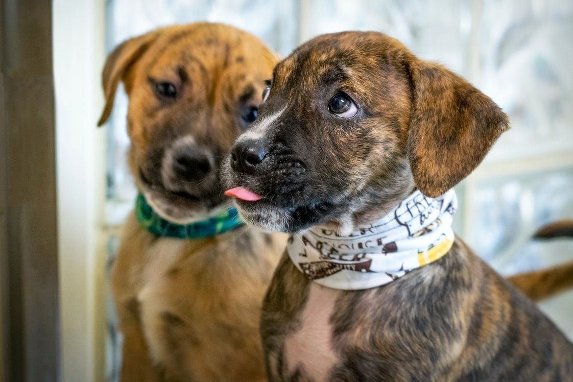 This Week in Animal Protection