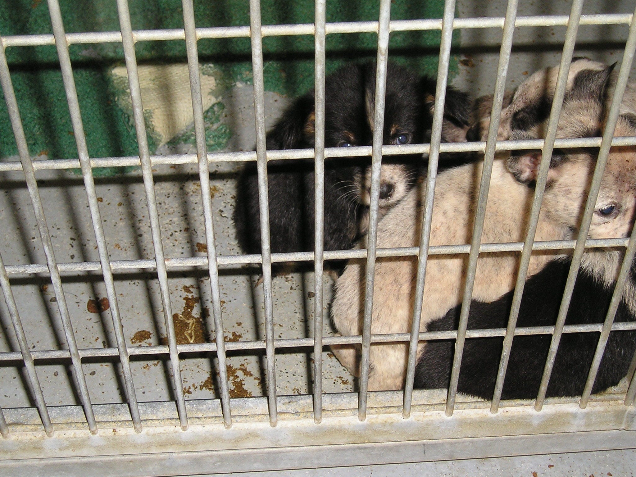 This Week in Animal Protection
