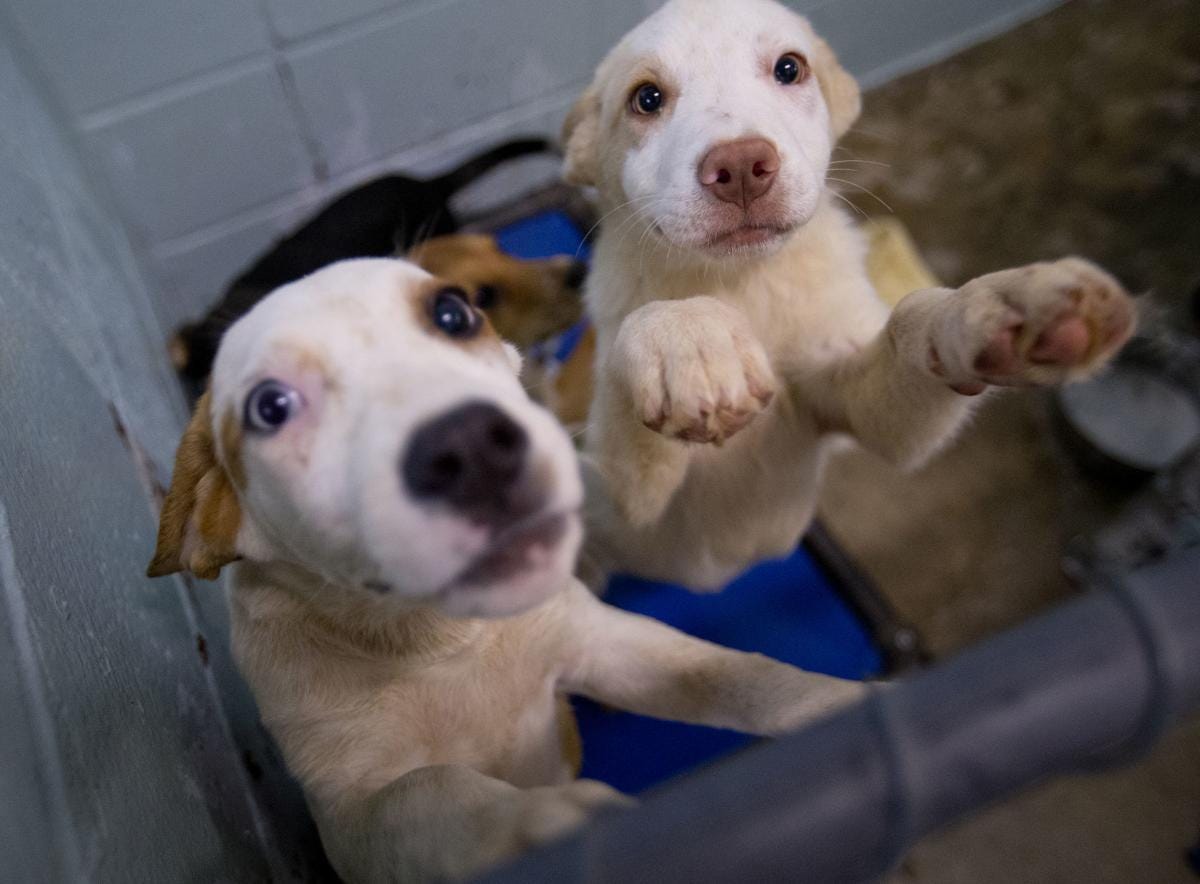 This Week in Animal Protection