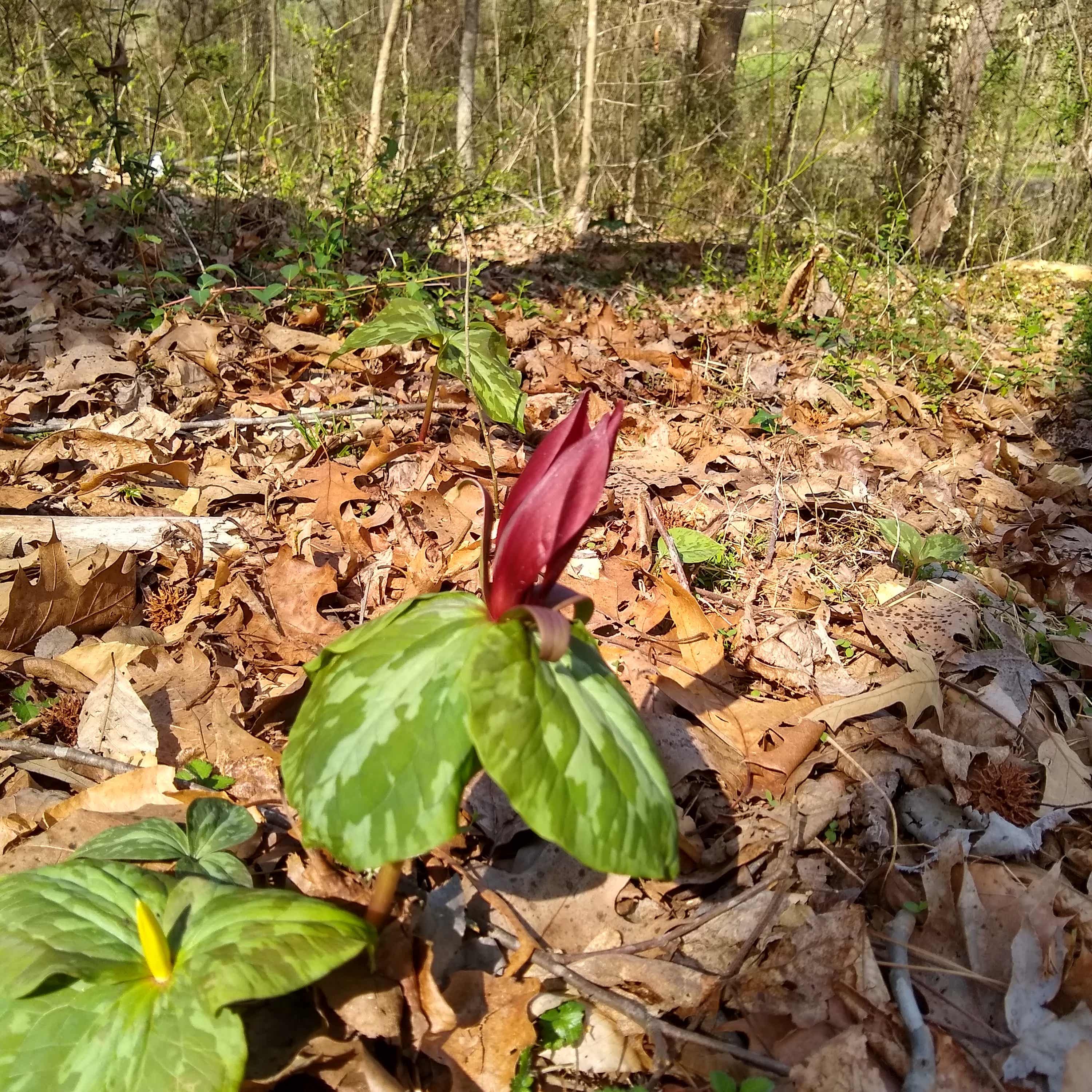 St. Matthews Connections cover art