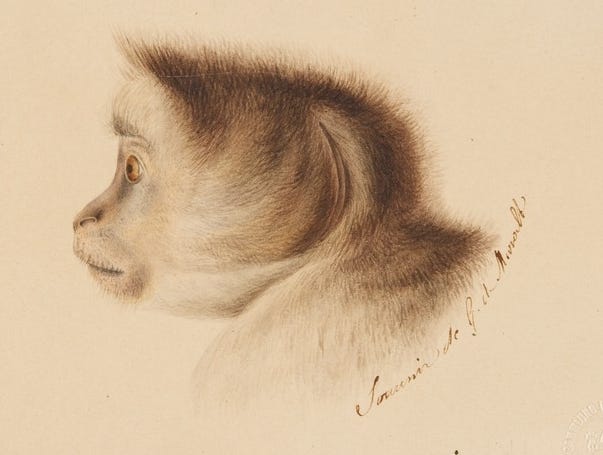 The "Mind Monkey" — Do Most People Really Have No Inner Dialogue?