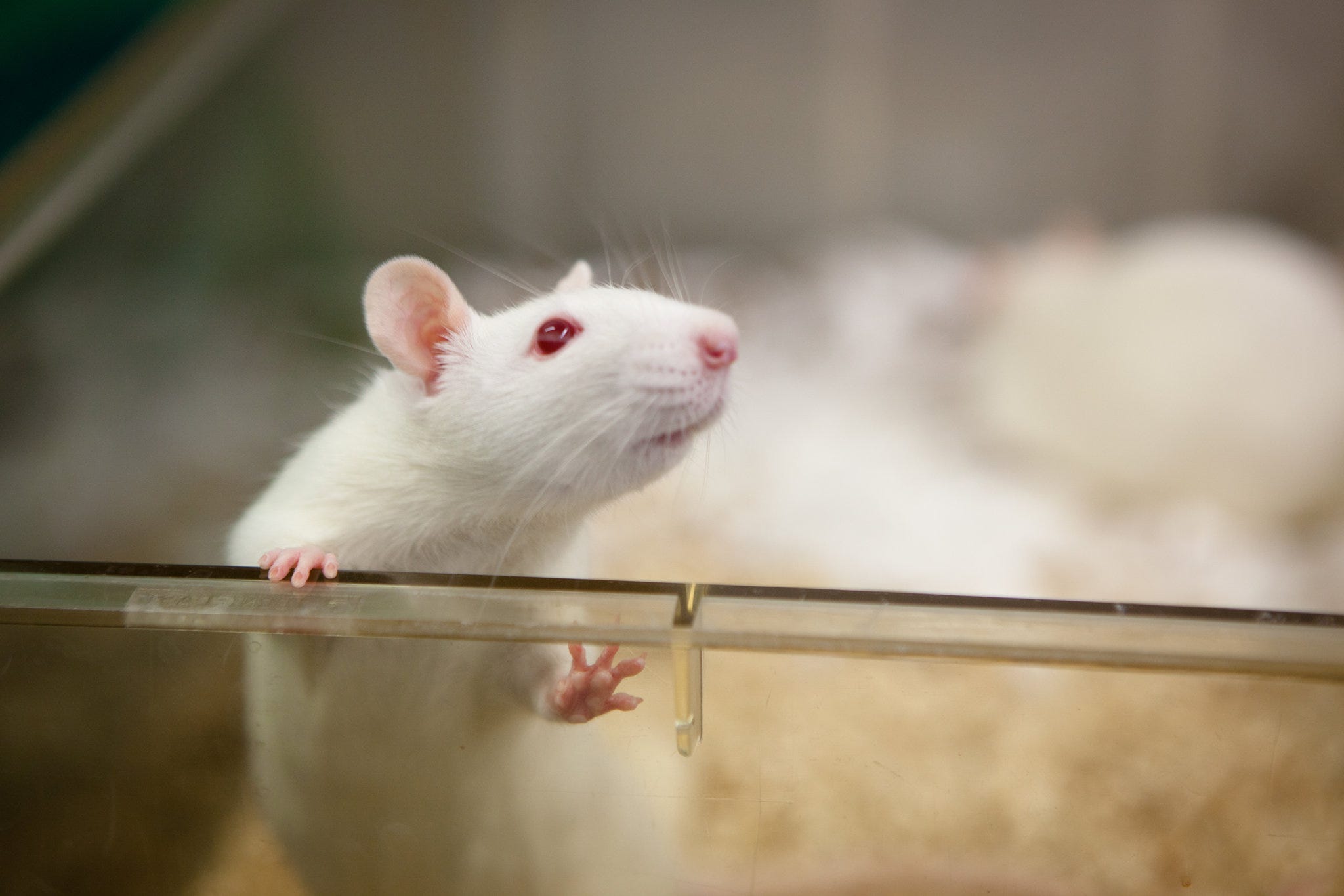 White Coat Waste Project's Justin Goodman on animal experimentation, Anthony Fauci and the lab leak hypothesis
