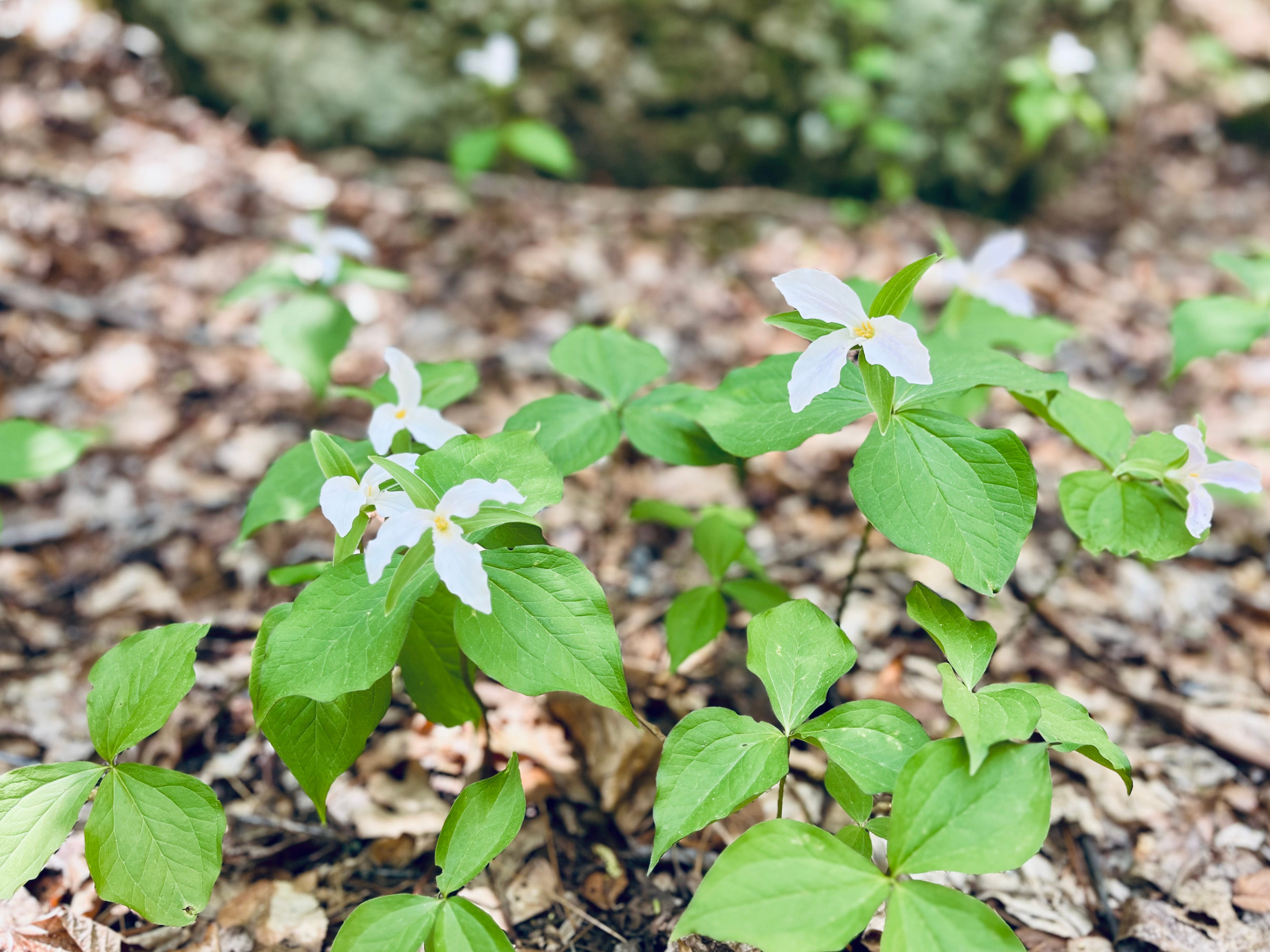 Etiquette for Dangerous Women Podcast