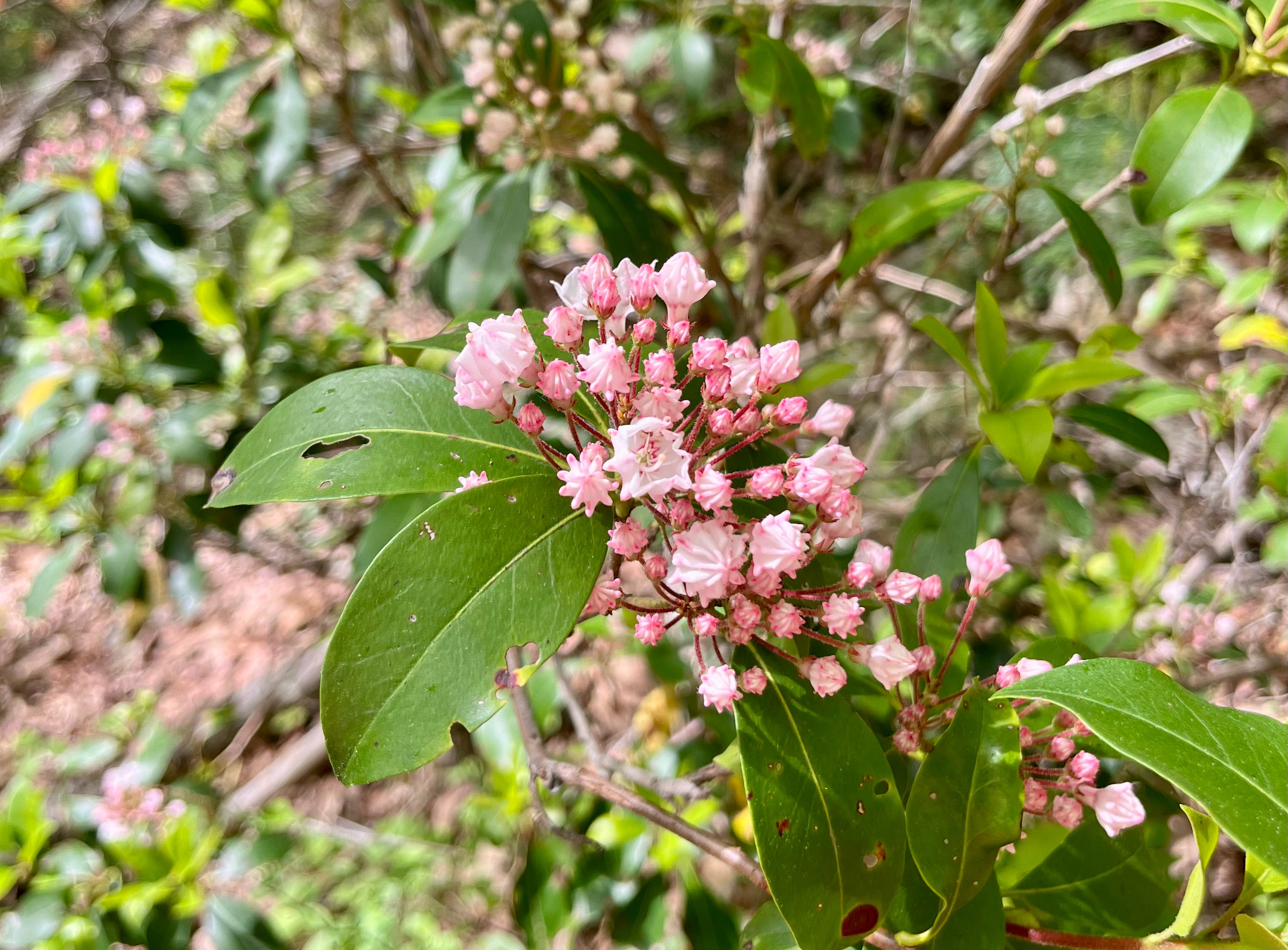 Etiquette for Dangerous Women Podcast