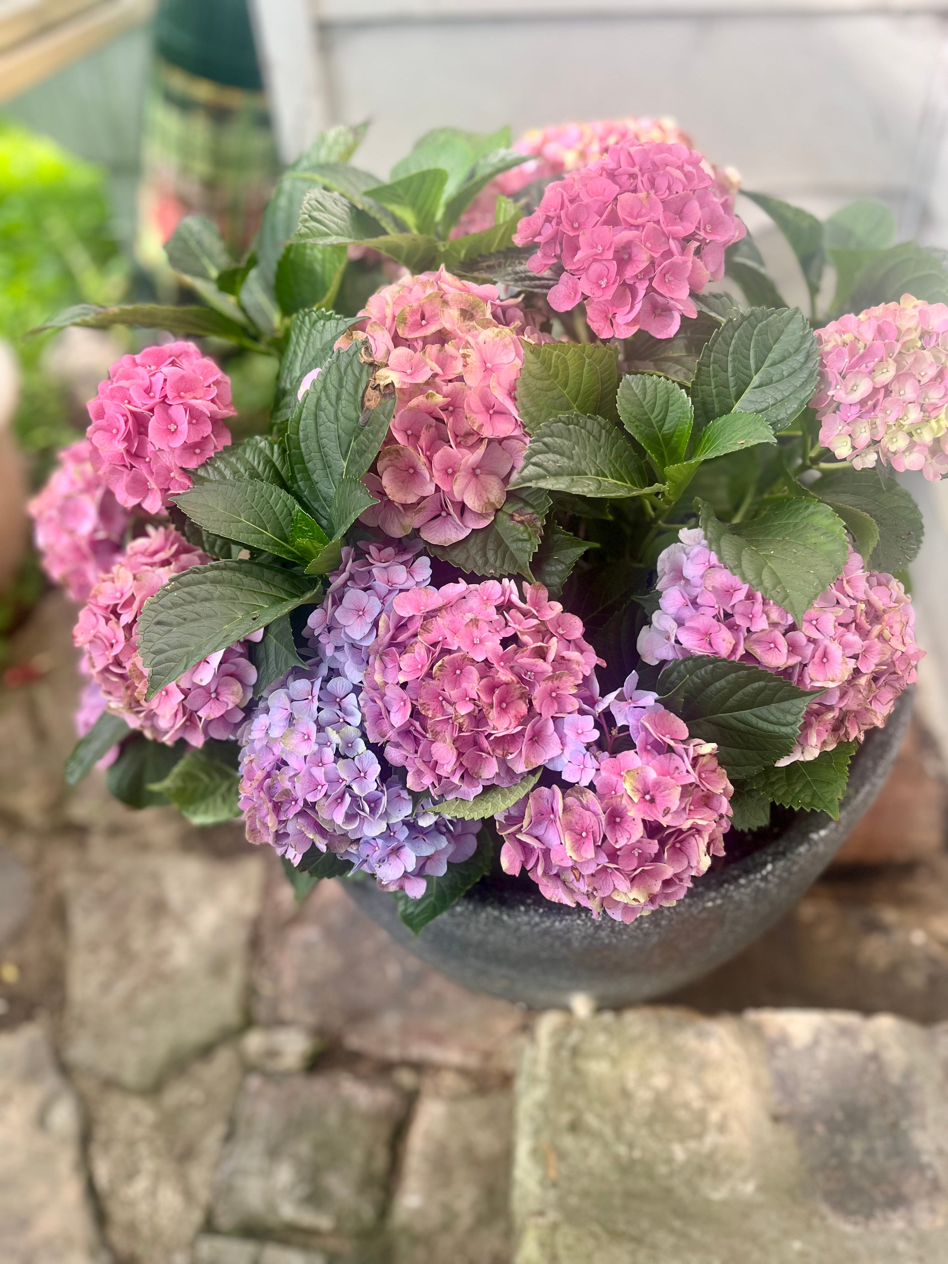 Etiquette for Dangerous Women Podcast