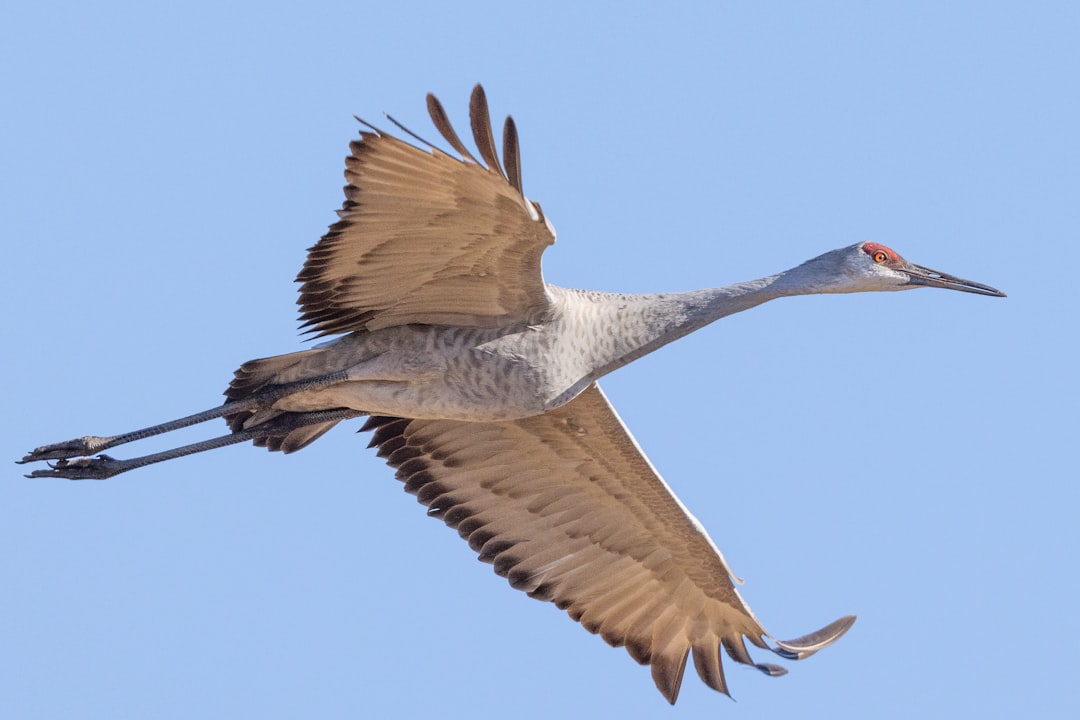 Podcast: The sandhill cranes arrived in Chicago today; a powerful spiritual symbol episode artwork
