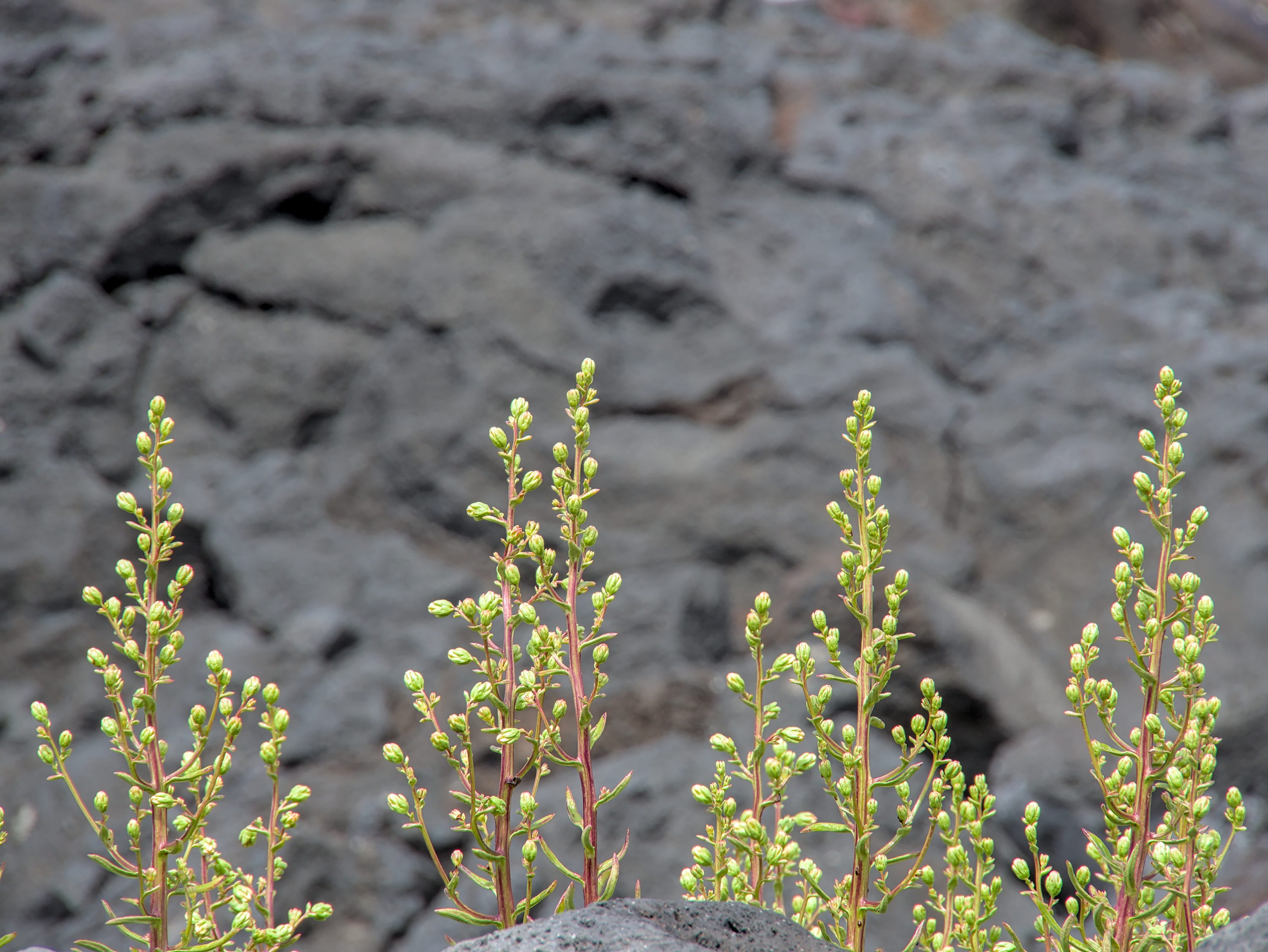 Mythological Africans Podcast