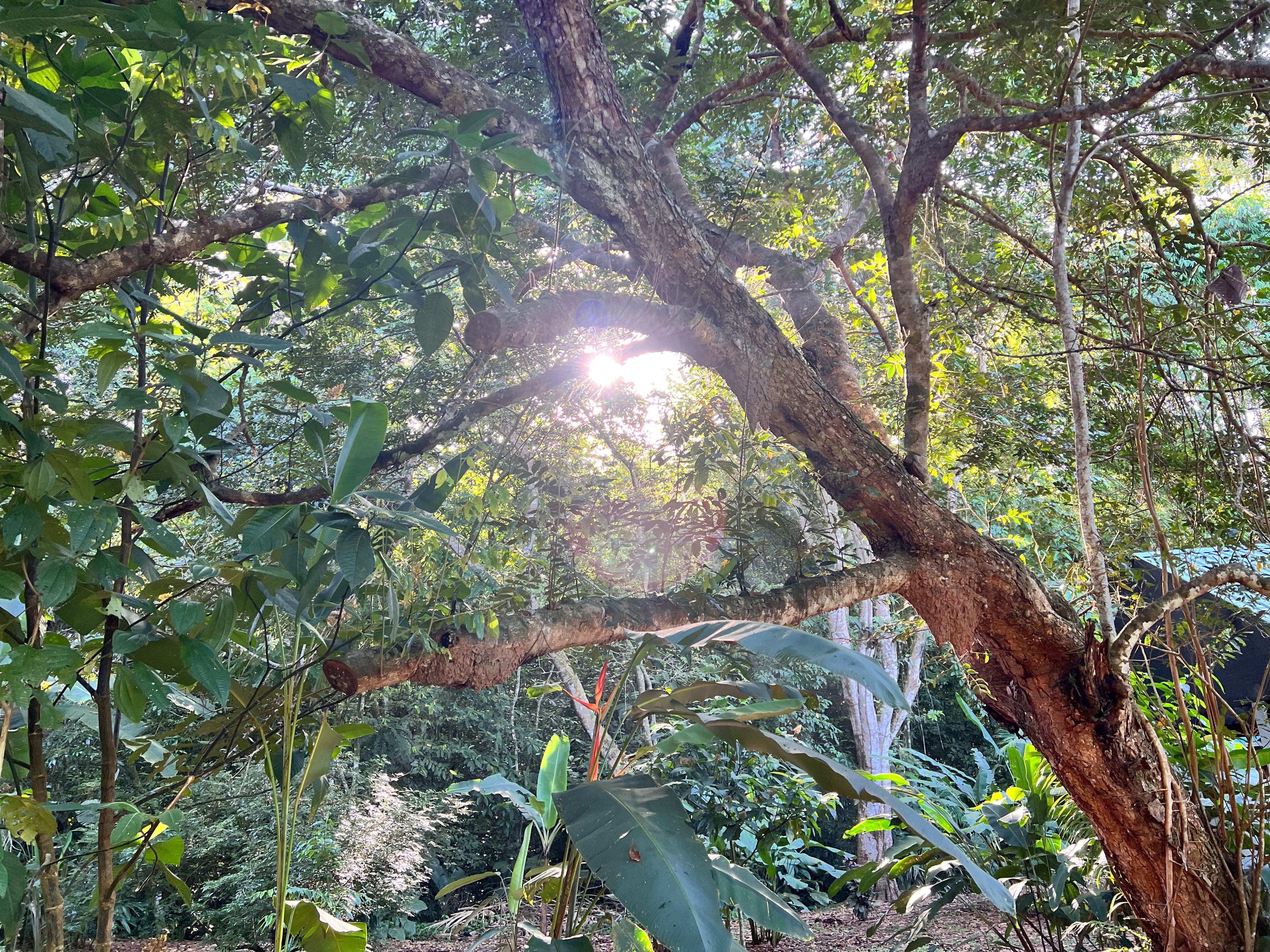 Meet the Osa Tree Sanctuary