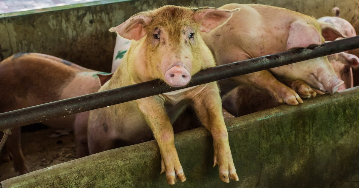 They Banned This Pig Drug in 160 Countries. America Said “Pass the Bacon.” episode artwork