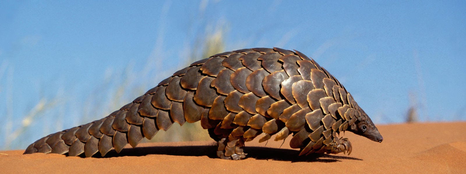 EPISODE 1: Pangolin Panic and Why the West Said "No" to Masks