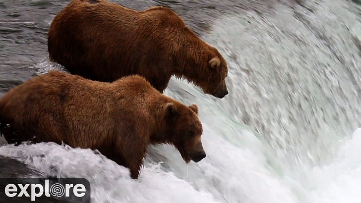 Fat Bear Week is Here, With Katmai Park Ranger Cheryl Spencer episode artwork