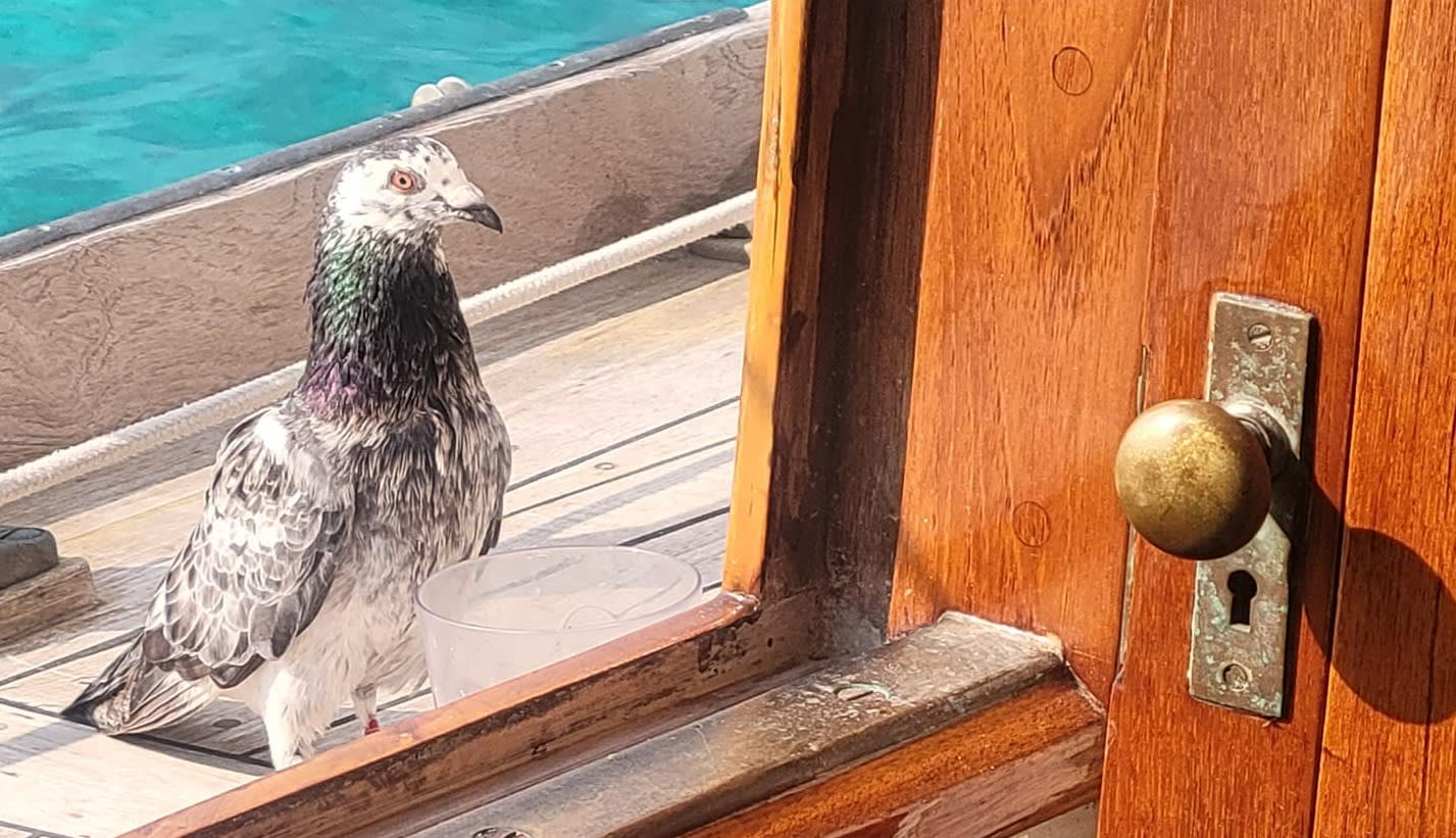 Sunday Audio: World's Worst Homing Pigeon Flies From Japan, Cruises Bahamas on Classic Yacht.  episode artwork