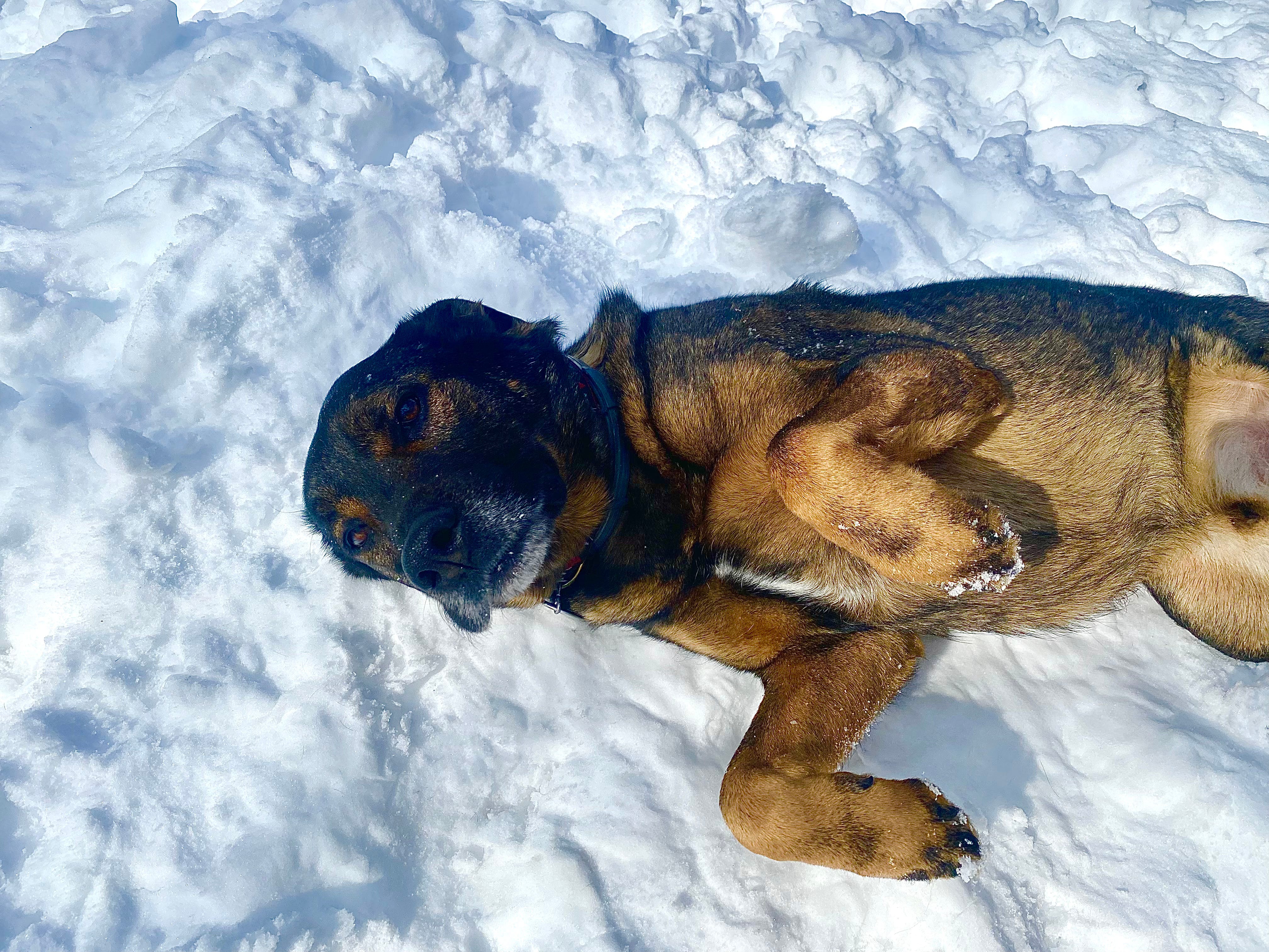 Raising Happy Dogs with Sarah Hodgson