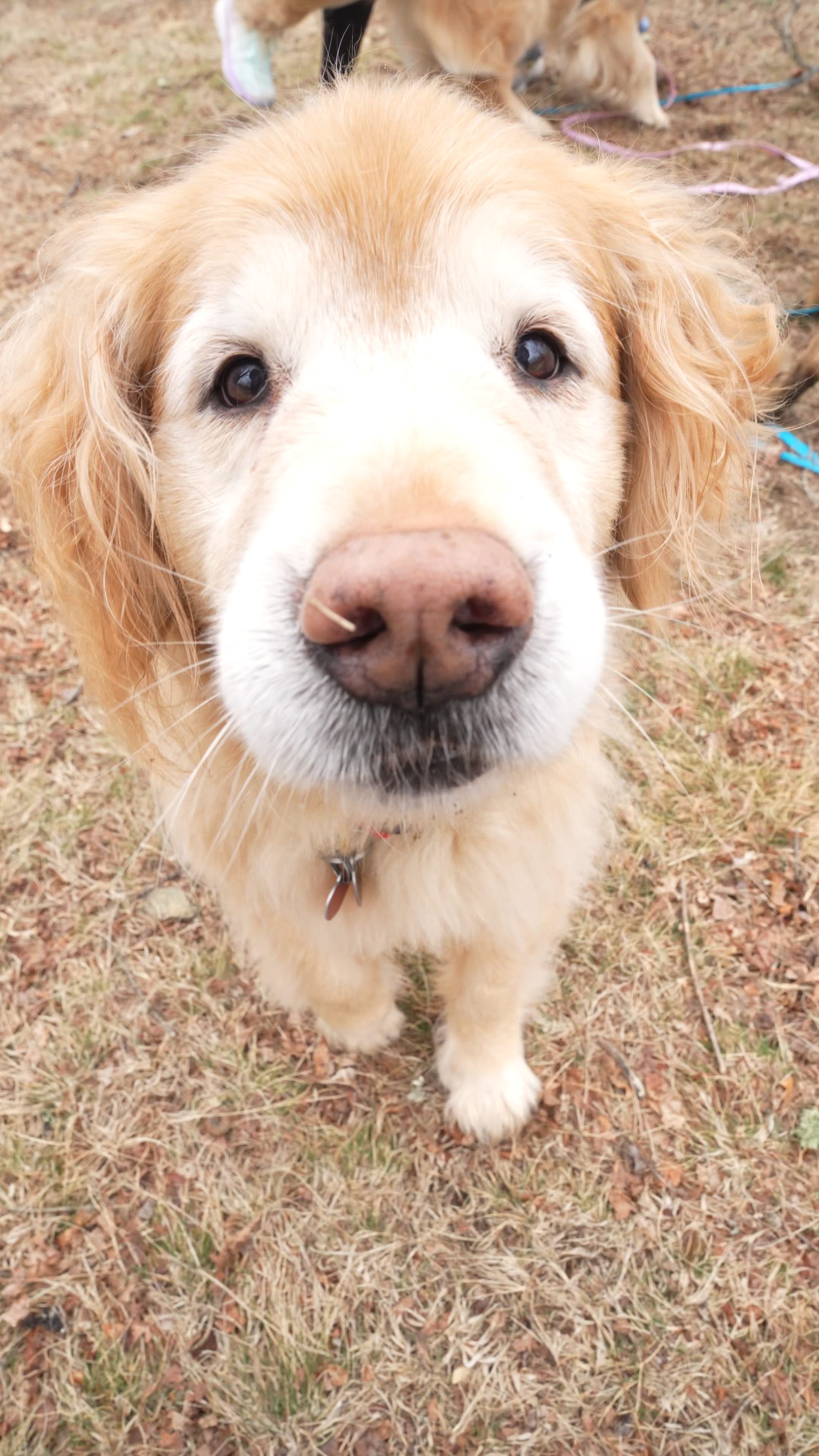 Raising Happy Dogs with Sarah Hodgson
