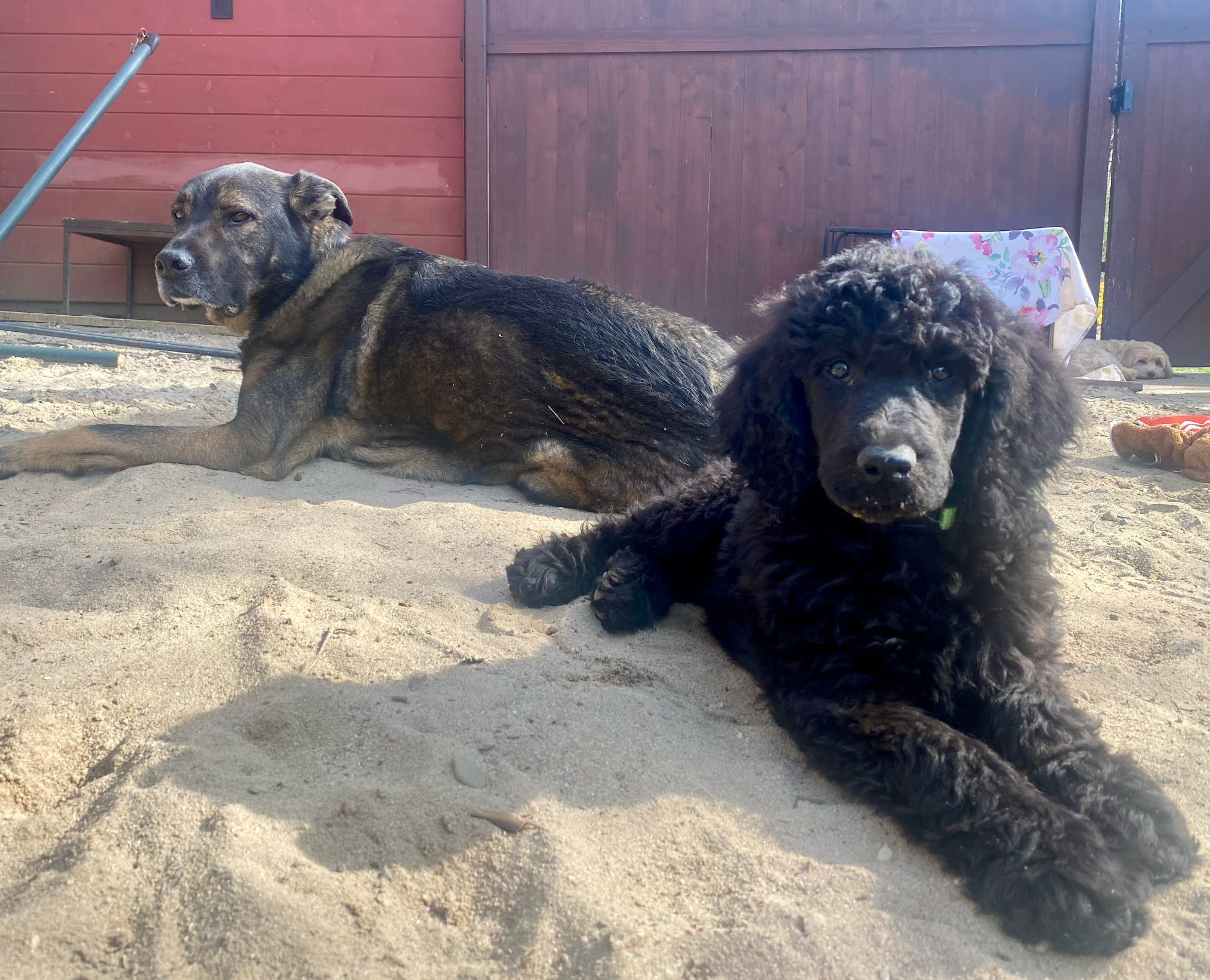 Raising Happy Dogs with Sarah Hodgson