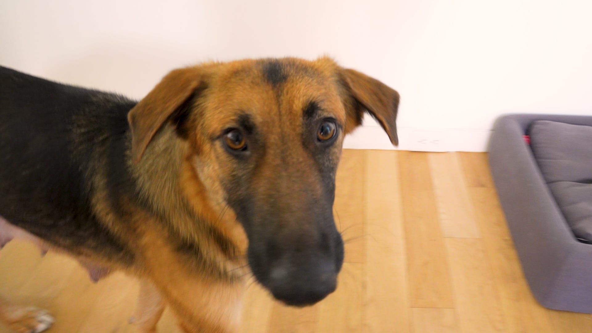 Raising Happy Dogs with Sarah Hodgson