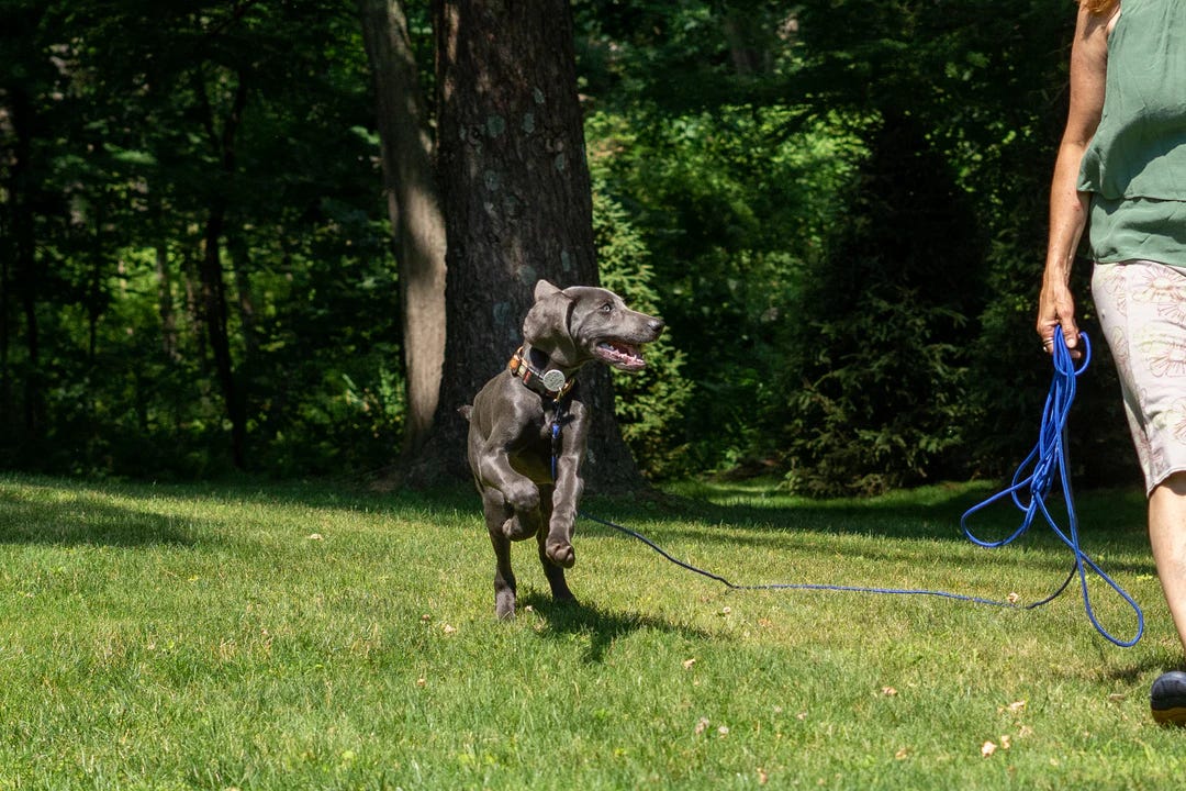 Ask Sarah: Barking, Bolting, Poop-Eating, and Other Puppy Problems
