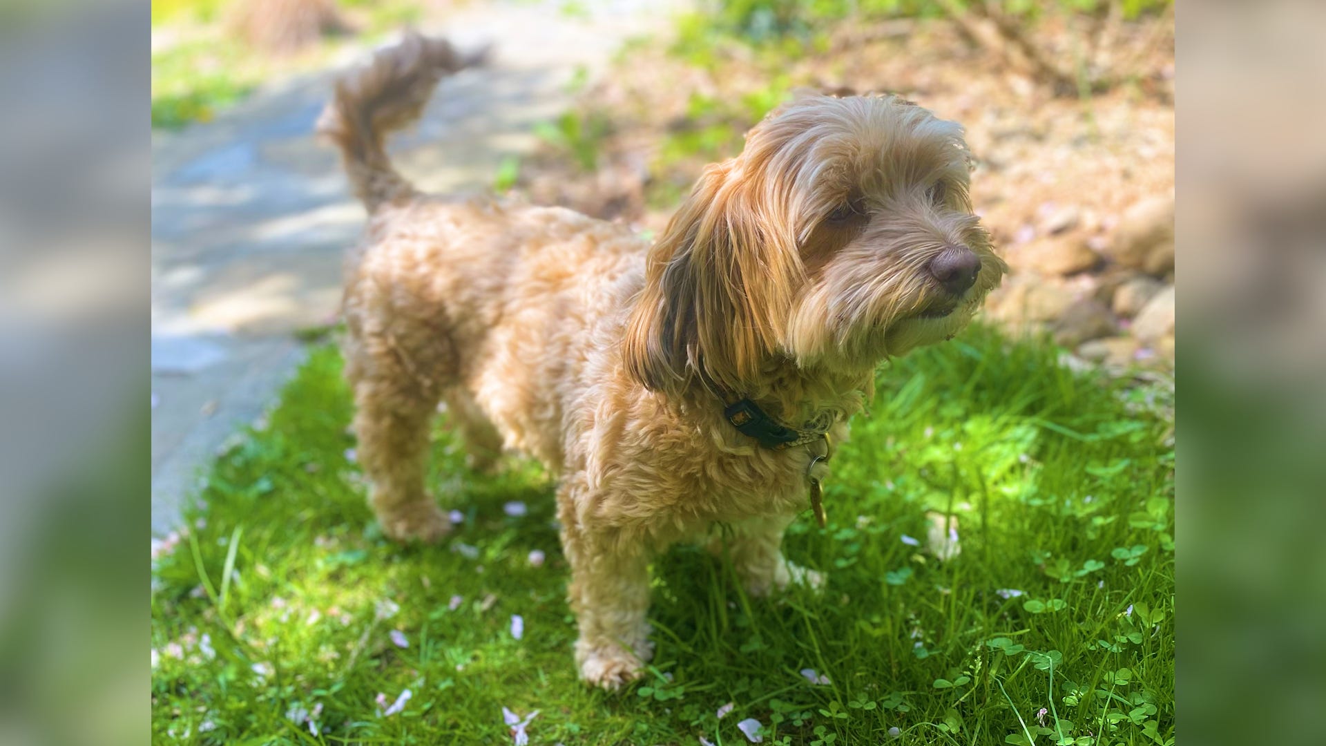 Raising Happy Dogs with Sarah Hodgson