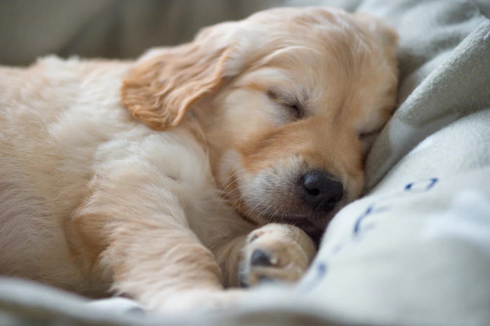 Bringing Home Puppies: Balance, Routines, and Emotional Grounding
