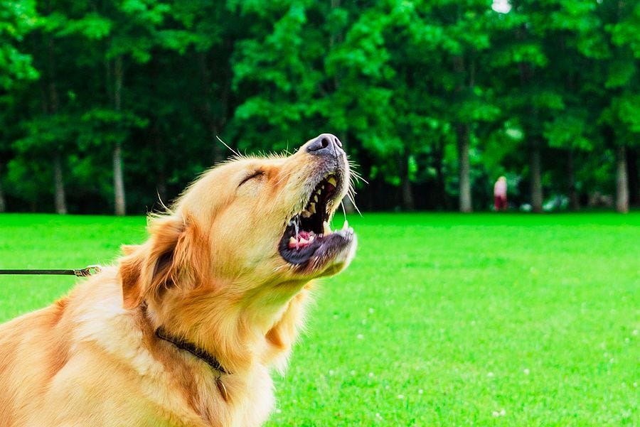 Barks, Boundaries, and the Protective Instinct