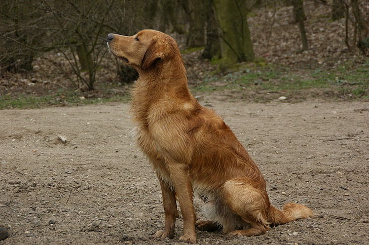 Teaching ‘Wait’: The Cue That Builds Patience in Dogs