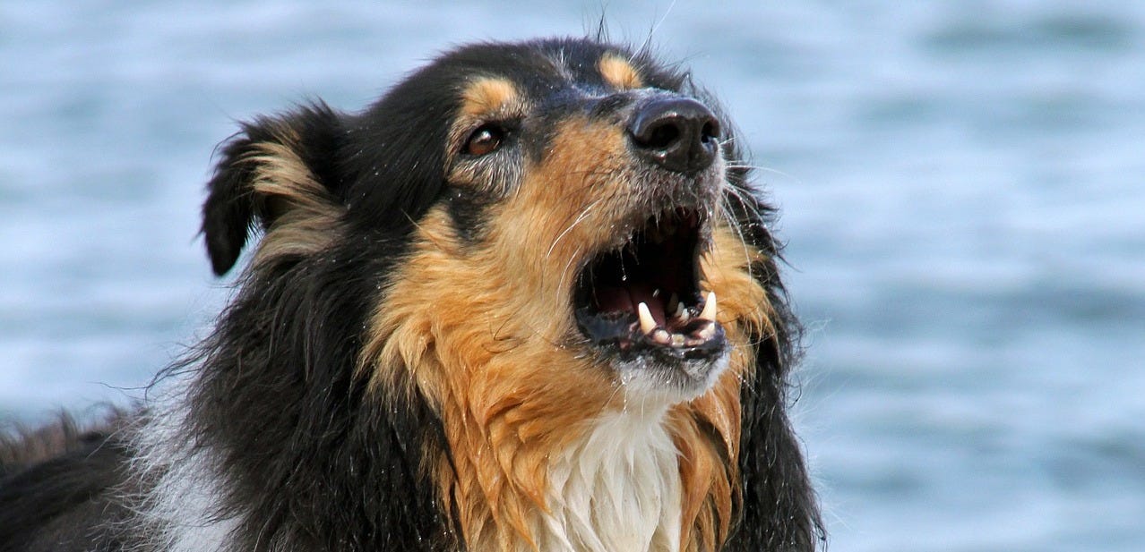 Why Dogs Bark and What to Do About It