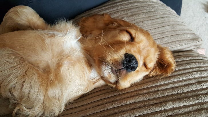 The Calm Puppy Blueprint: Setting Your Dog Up for Success from Day One