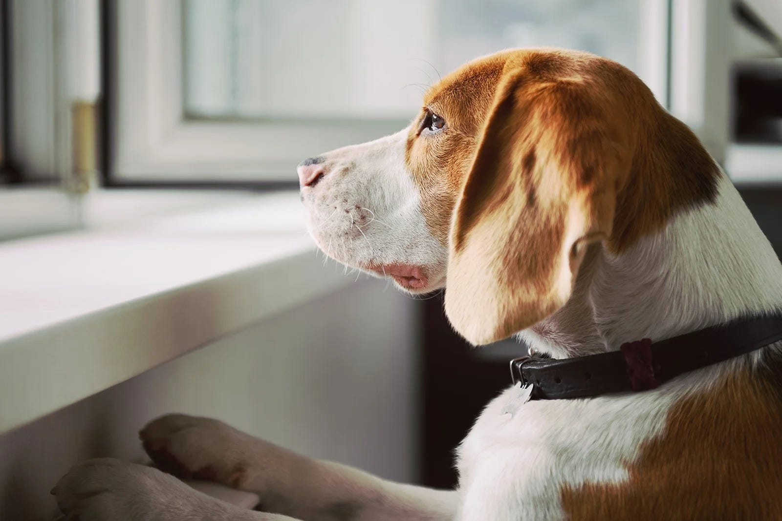 Why Is My Dog So Reactive? Part I: Barking, Lunging, and Territorial Behavior Explained