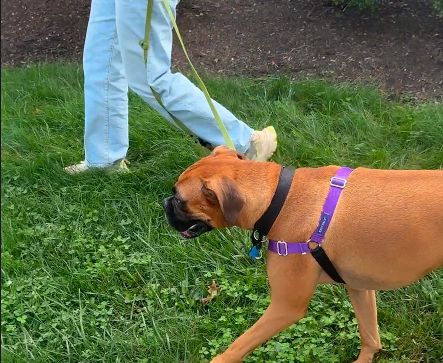Why Is My Dog So Reactive? Part II: Turning Barking and Lunging Into Trust and Play