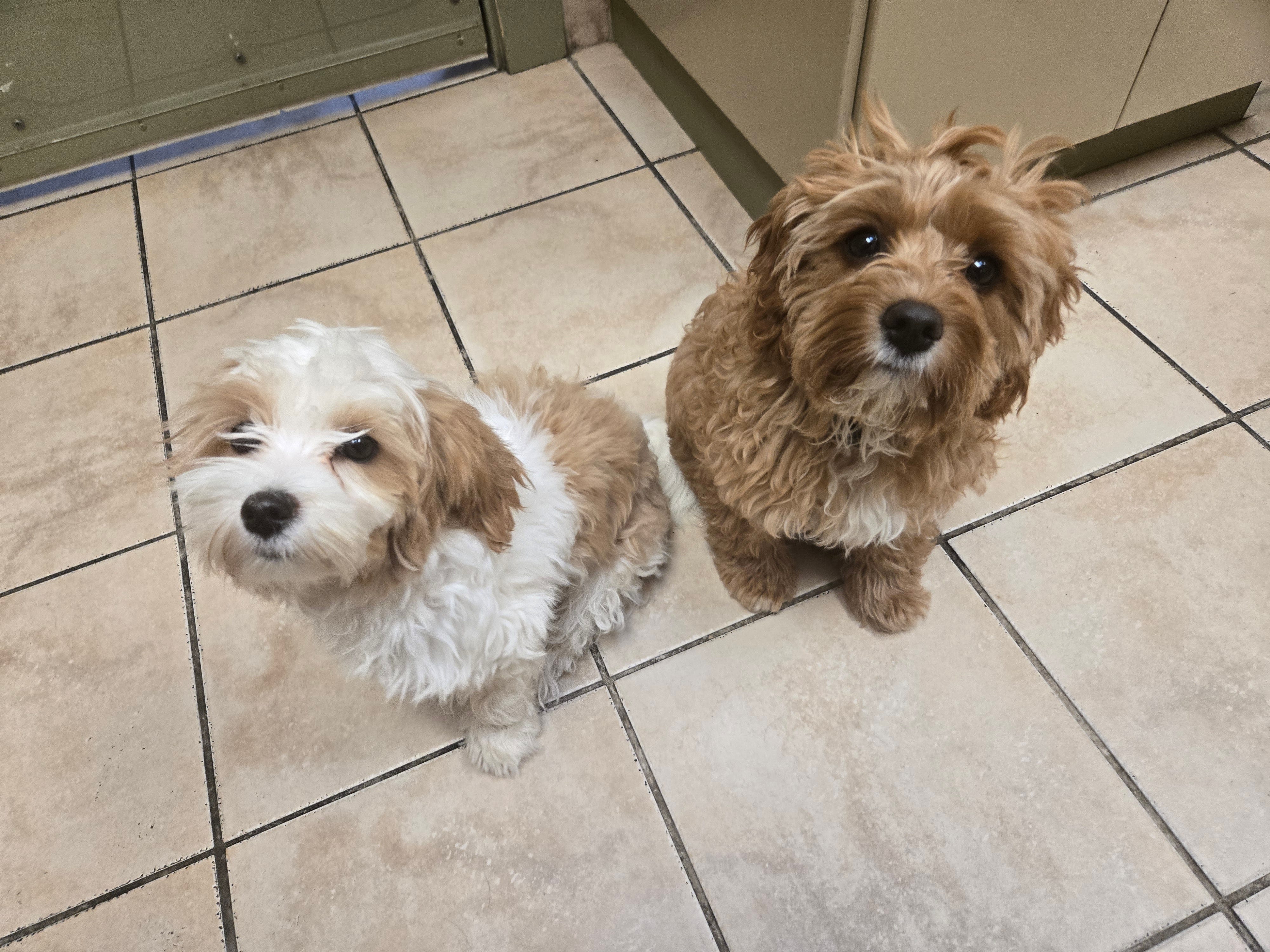 Understanding Your Puppy