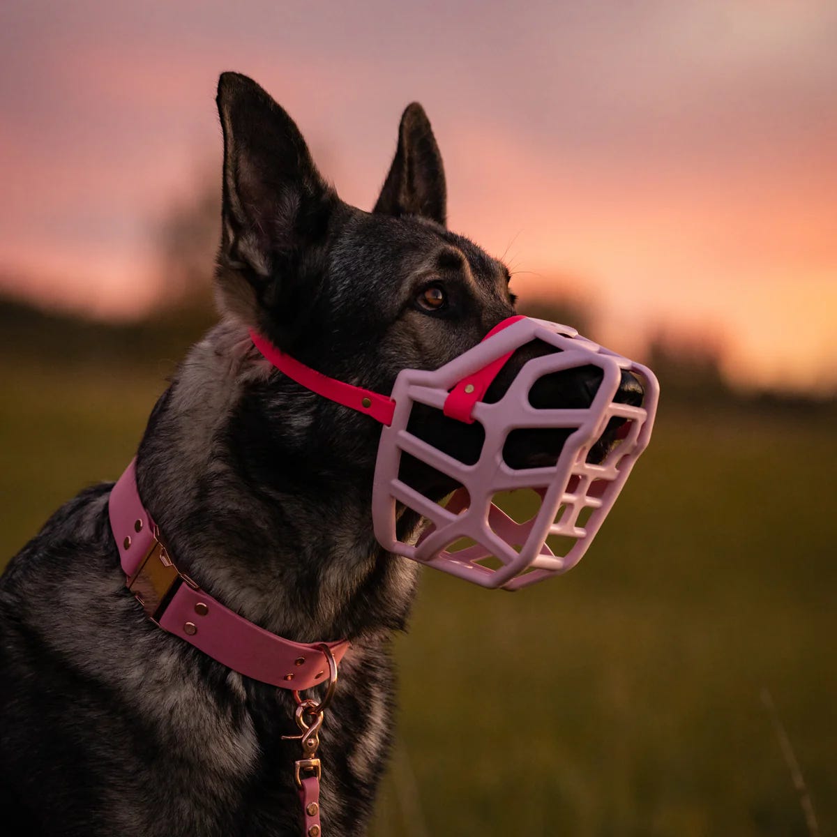 Raising Happy Dogs with Sarah Hodgson