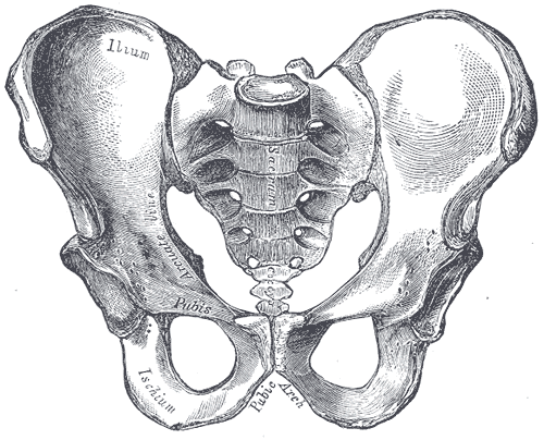 Movement Lesson: Walking on the Sit Bones