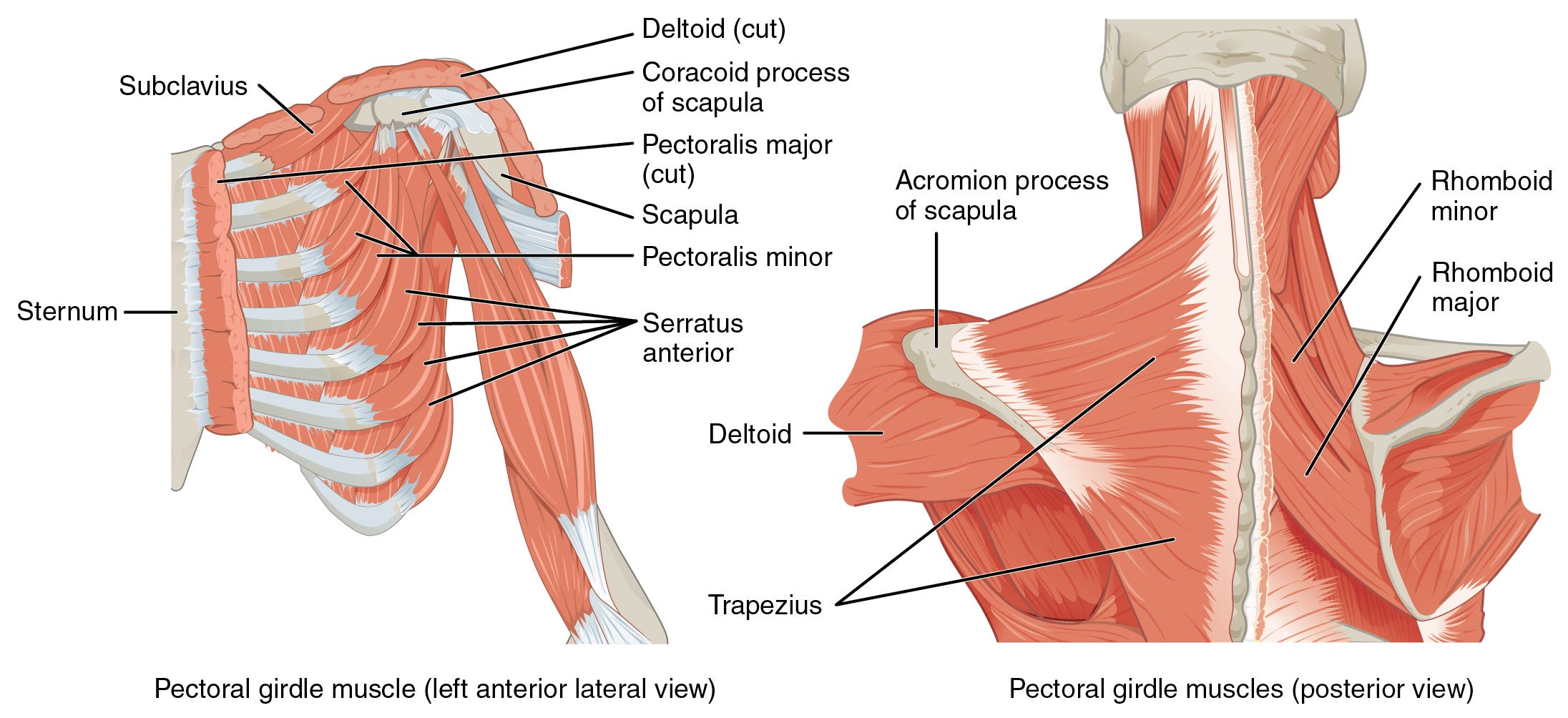 How to Relax Your Shoulders While Sitting