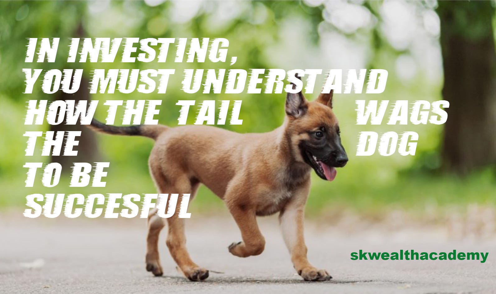 You MUST Understand How the Tail Wags the Dog for Investment Success episode artwork