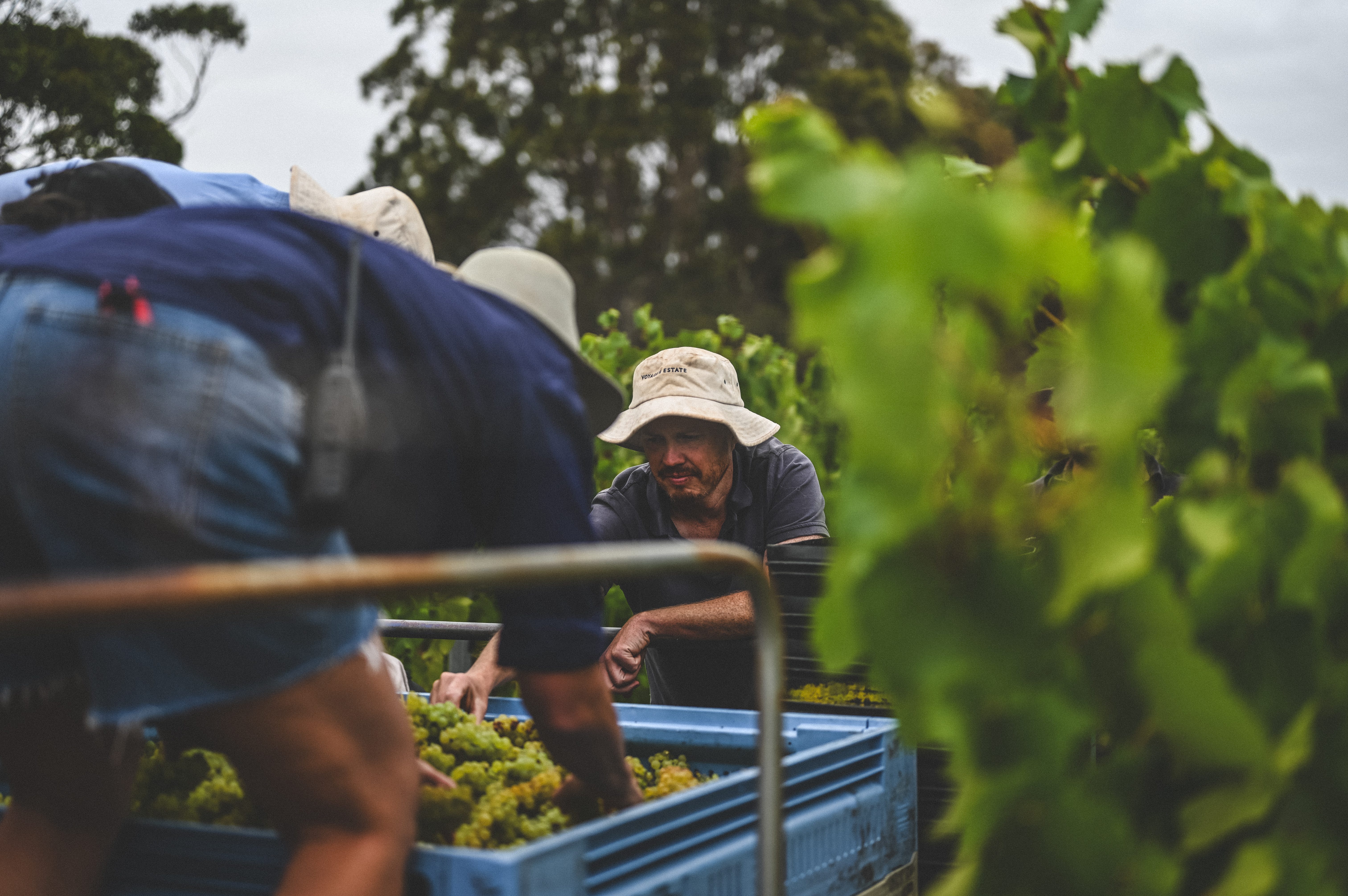 Vininspo! Episode 15: Tim Shand of Voyager Estate