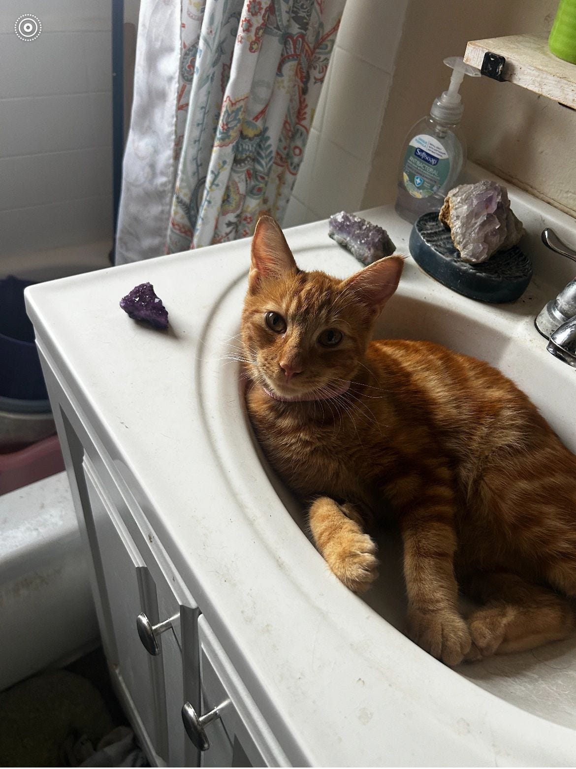 Purr8 Blessings Podcast