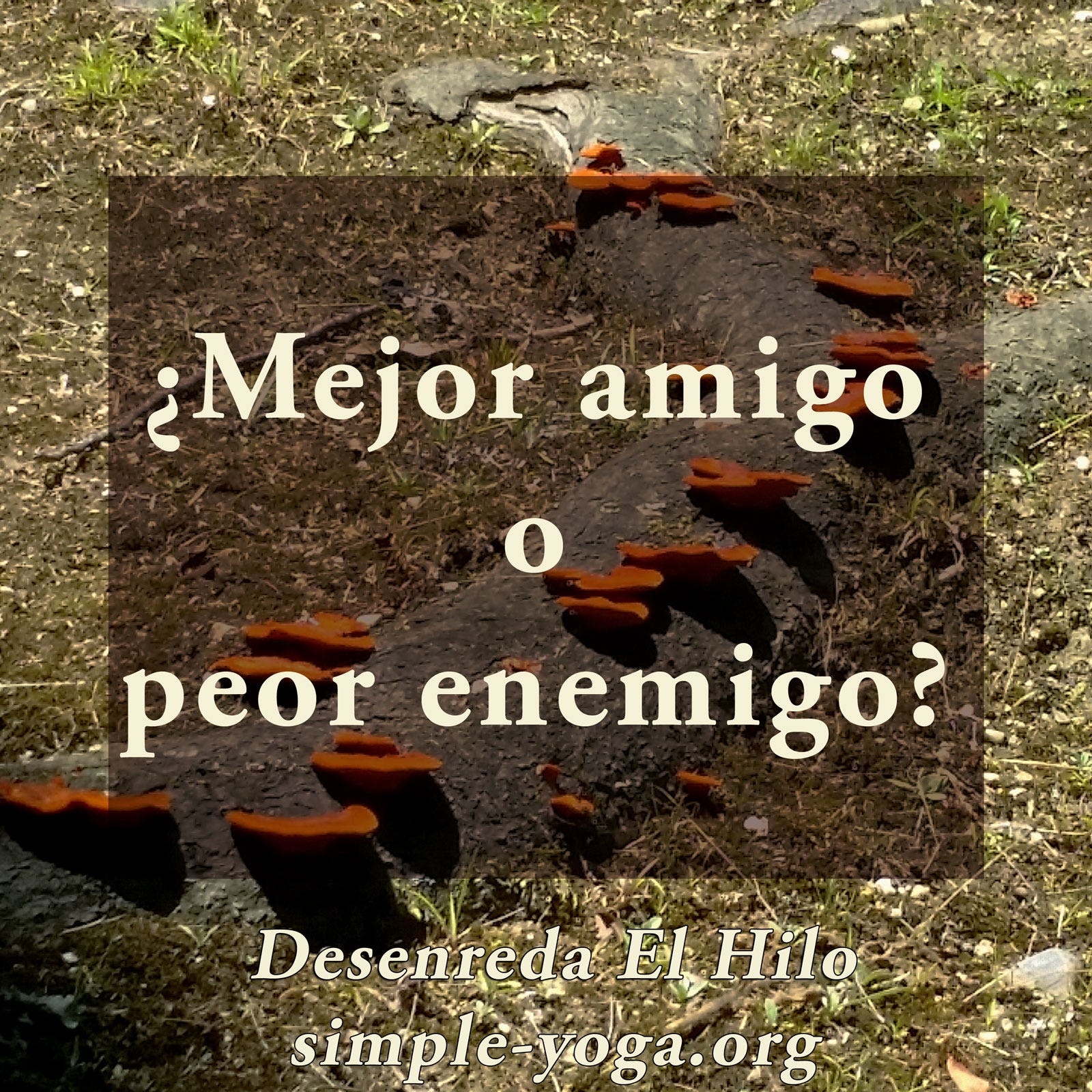 Desenreda el Hilo: Viviendo el Yoga Sutra hoy