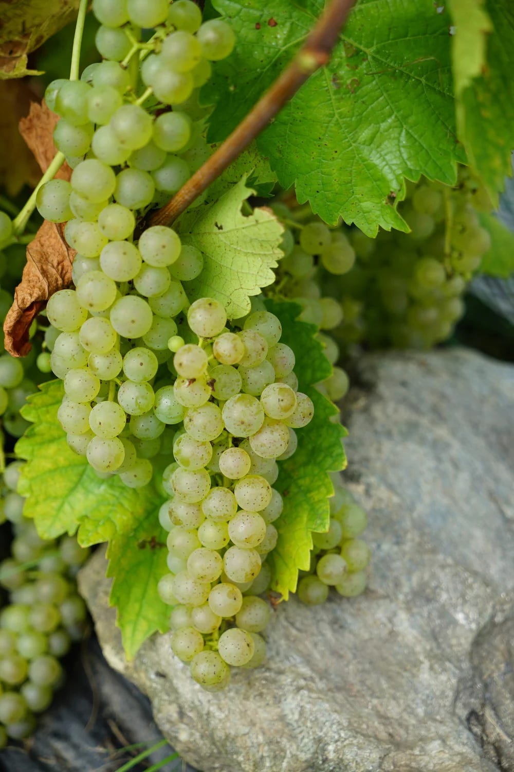 Indulging In The Most Precious Secret Ingredient: Time - Vignoble Sugar Hill