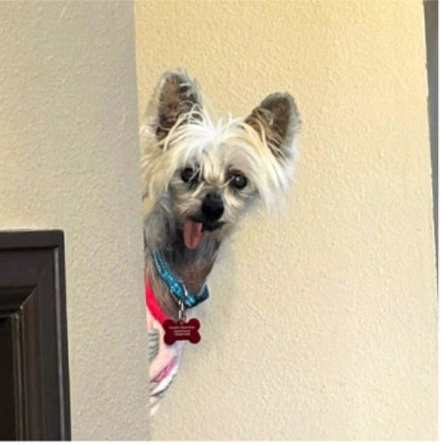 BTB Hemp Podcast S02E13 | Apex Predator Lineage