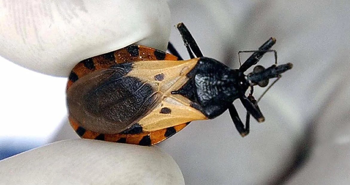 Issue 219 (Audio Version)