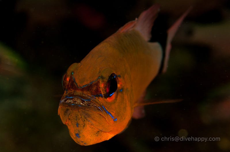 Dumaguete Diving